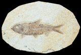 Detailed Knightia Fossil Fish #3770-1